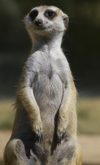 Meerkat