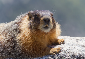 Portrait of Yellow Bellied Marmot