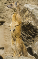 Meerkat