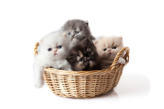 Kittens Cat Isolated Sitting In Basket. Persian Kitten