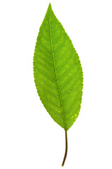 Fototapeta premium sweet cherry leaf