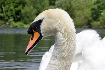 Mute Swan Adult