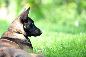 belgian malinois
