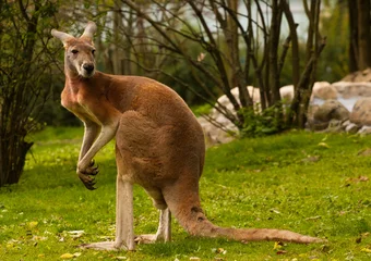 Papier Peint photo Lavable Kangourou kangourou rouge, Macropus rufus