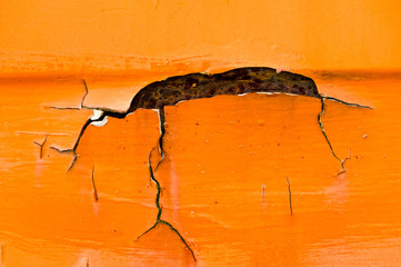 Rost