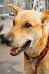 Portrait of a happy dog