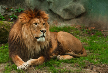 Fototapeta na wymiar Berber lion lying