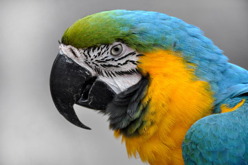 Close-up Blue-and-yellow Macaw Ara ararauna head