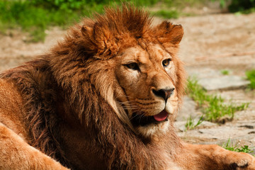 close-up of berber lion head