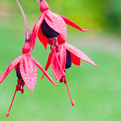 Fuchsia Trio