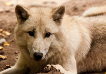 close-up wolf