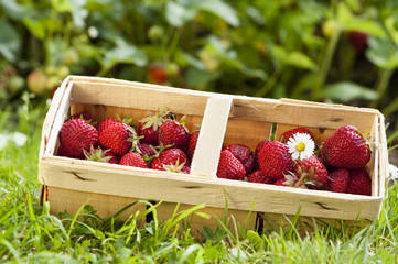 Erdbeeren © DoraZett