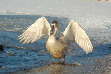 Young swan on a frozen lake