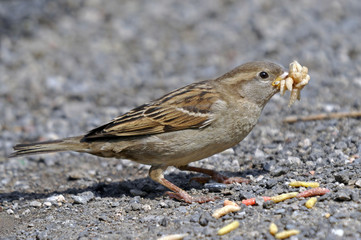House Sparrow