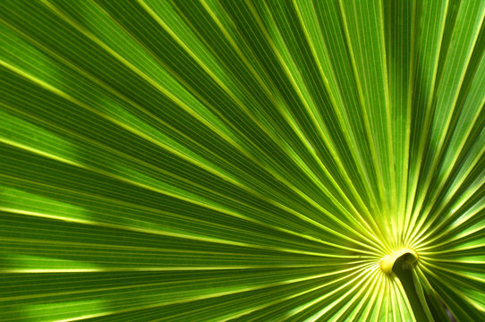 Fototapeta palm leaf
