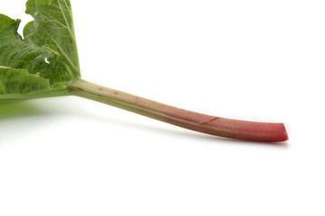 Rhubarbe