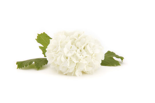 Fleur