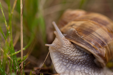 Schnecke