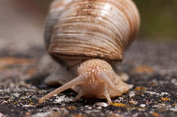Schnecke