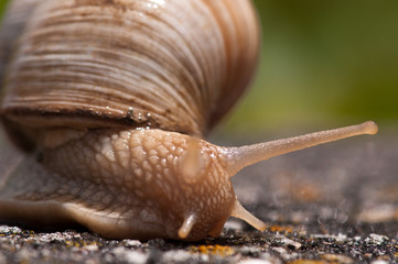 Schnecke