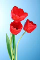 Fototapeta premium Beautiful tulips on blue background