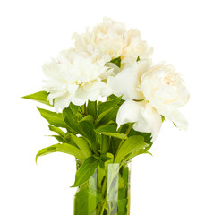 beautiful white peonies in glass vase with bow isolated on