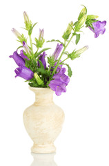 Naklejka na ściany i meble blue bell flowers in vase isolated on white