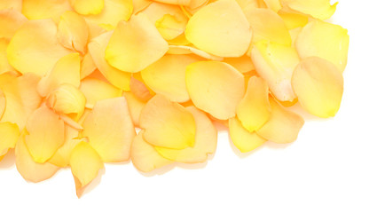 beautiful orange rose petals isolated on white