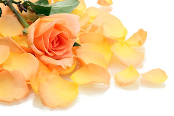 Fototapeta na wymiar beautiful orange rose petals and rose isolated on white