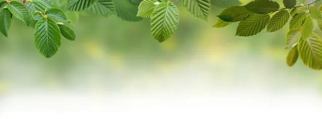 Zelfklevend Fotobehang Lente Groene panoramische bladeren