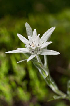 Edelweis