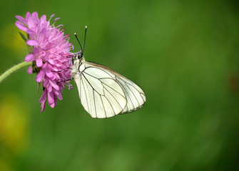 White Butterfly on a flower