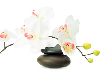 SPA objects on white background