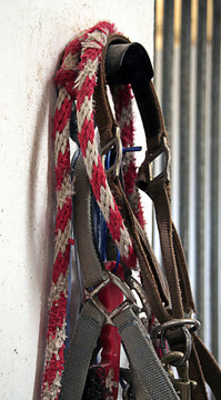 Riendas para Caballos