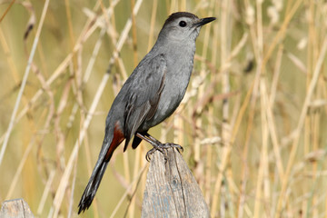 Gray Catbird (Dumetella carolinensis)