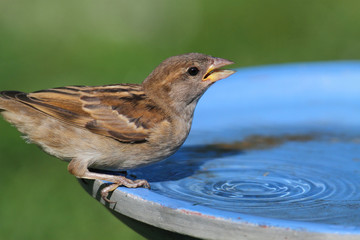 House Sparrow (Passer domesticus)