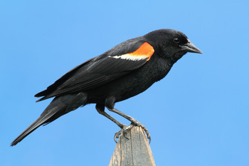 Red-winged Blackbird