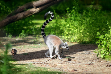 Ring-tailed lemur
