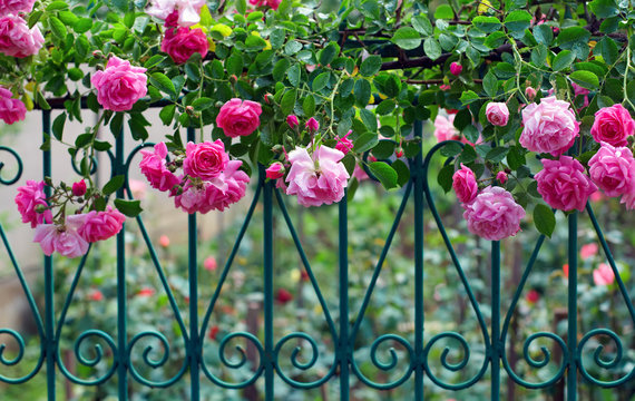 Fototapeta pink climbing rose on blue forged fence in summer garden