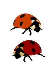 Illustration of a ladybug.