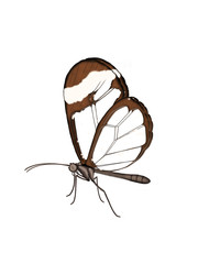 Illustration of a Glasswing butterfly.