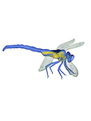 Illustration of a dragonfly.
