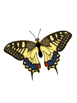 Illustration of a butterfly.
