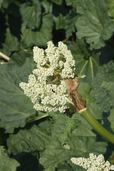 rhubarb