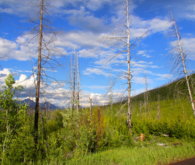 Pine trees in Glacier national park Montana