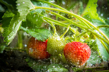 Close up of strawberries in the rain