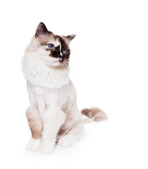 Ragdoll cat shaved with a lion style haircut on White