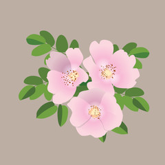 Букет из розовых цветов шиповника, print