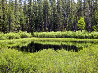 Reflections in a green pond