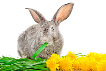 Gray rabbit eating grass